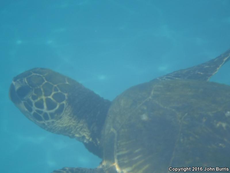 Green Sea Turtle (Chelonia mydas)