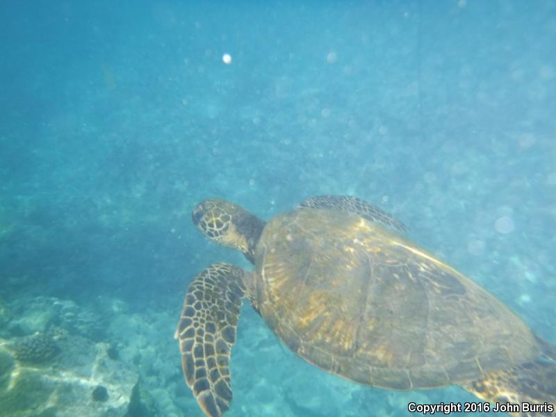 Green Sea Turtle (Chelonia mydas)