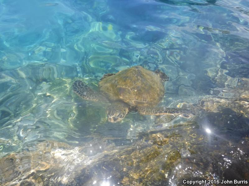 Green Sea Turtle (Chelonia mydas)