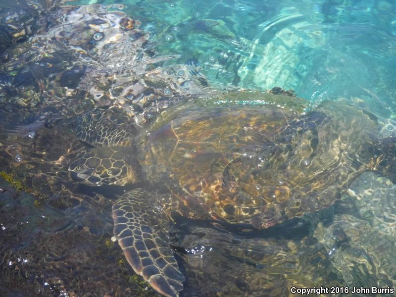 Green Sea Turtle (Chelonia mydas)