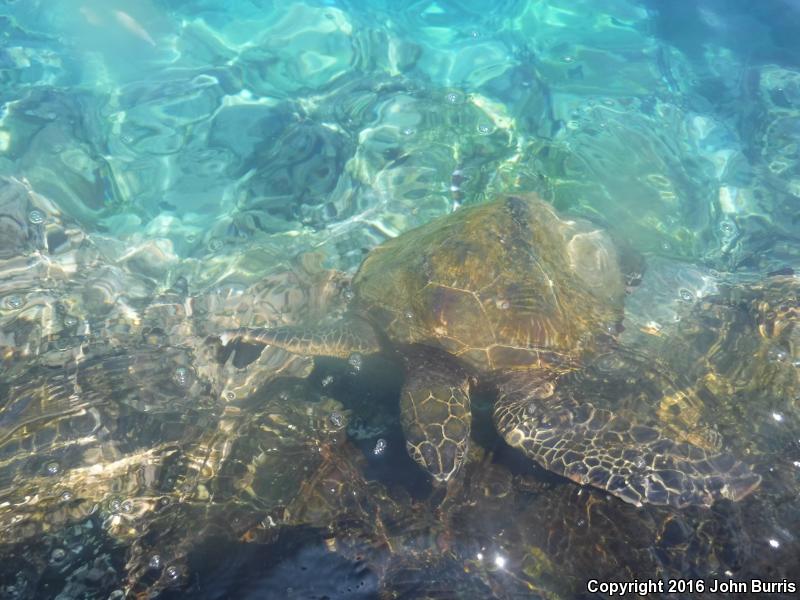 Green Sea Turtle (Chelonia mydas)