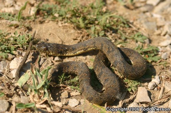 Diamond-backed Watersnake (Nerodia rhombifer rhombifer)