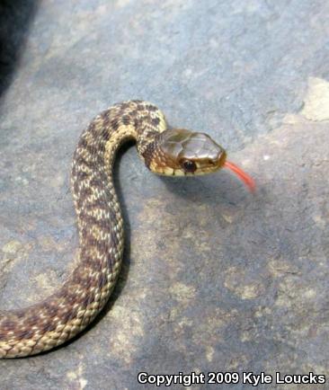 Eastern Gartersnake (Thamnophis sirtalis sirtalis)