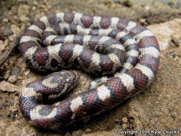 Eastern Milksnake (Lampropeltis triangulum triangulum)