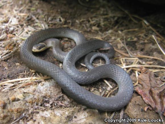 Northern Ring-necked Snake (Diadophis punctatus edwardsii)