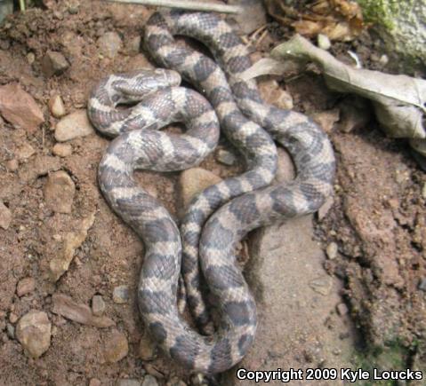 Eastern Milksnake (Lampropeltis triangulum triangulum)