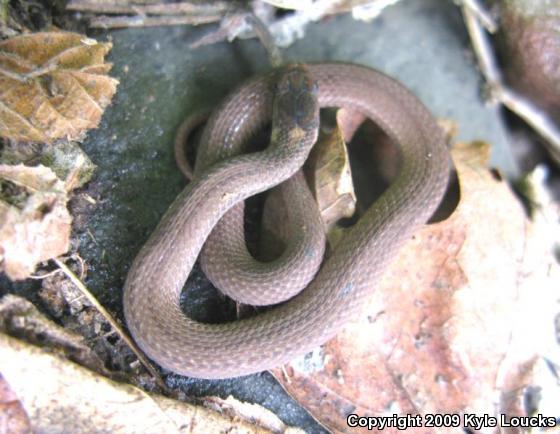 Northern Red-bellied Snake (Storeria occipitomaculata occipitomaculata)