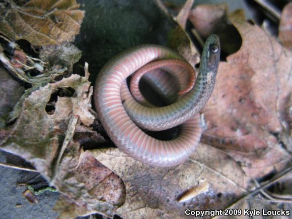 Northern Red-bellied Snake (Storeria occipitomaculata occipitomaculata)