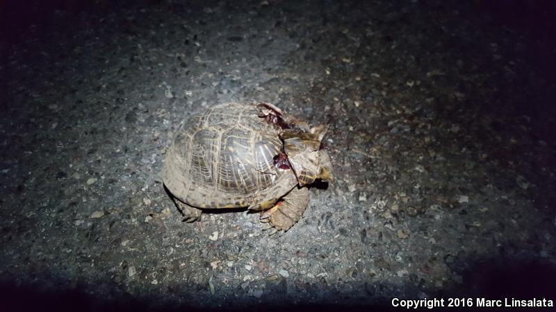 Desert Box Turtle (Terrapene ornata luteola)