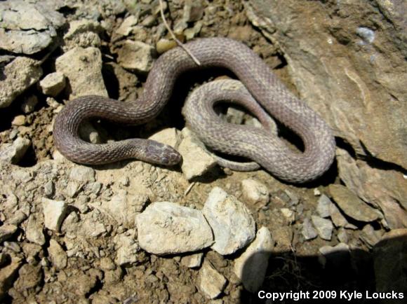 Northern Red-bellied Snake (Storeria occipitomaculata occipitomaculata)