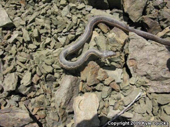 Eastern Gartersnake (Thamnophis sirtalis sirtalis)