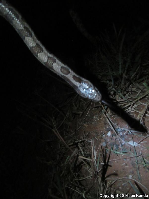 Prairie Kingsnake (Lampropeltis calligaster calligaster)