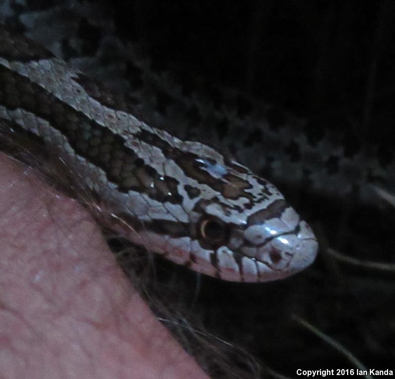 Prairie Kingsnake (Lampropeltis calligaster calligaster)