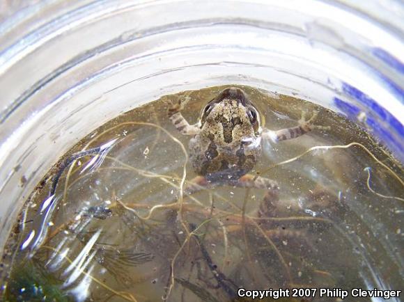 Baja California Treefrog (Pseudacris hypochondriaca)