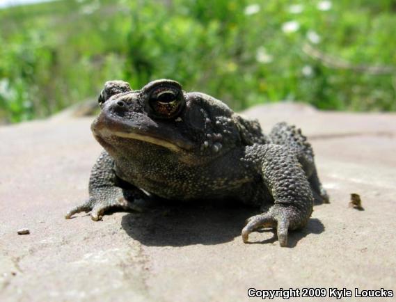 Eastern American Toad (Anaxyrus americanus americanus)