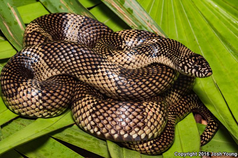 Apalachicola Kingsnake (Lampropeltis getula meansi)