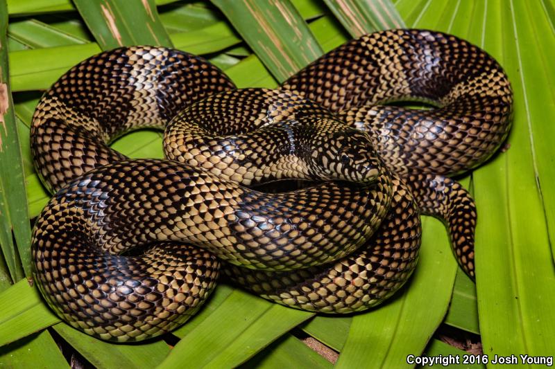 Apalachicola Kingsnake (Lampropeltis getula meansi)