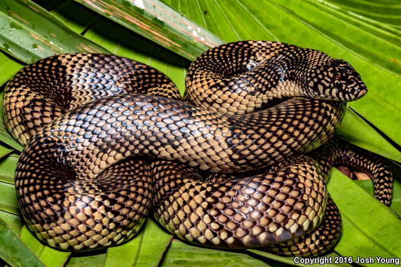 Apalachicola Kingsnake (Lampropeltis getula meansi)