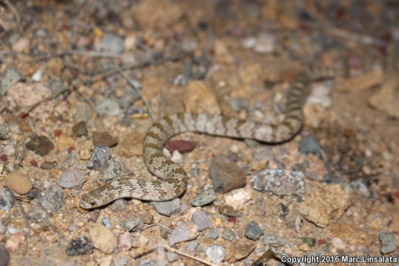 Chihuahuan Hook-nosed Snake (Gyalopion canum)