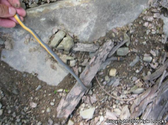 Northern Ring-necked Snake (Diadophis punctatus edwardsii)