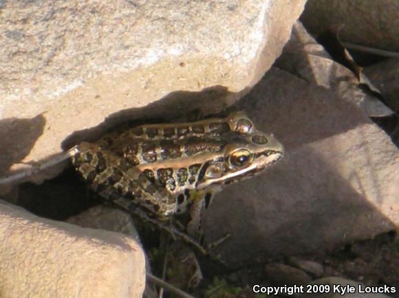 Pickerel Frog (Lithobates palustris)