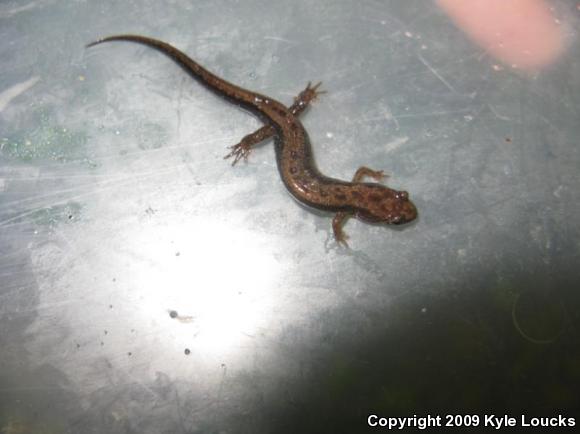 Allegheny Mountain Dusky Salamander (Desmognathus ochrophaeus)