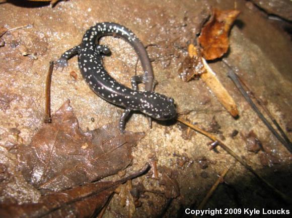 Northern Slimy Salamander (Plethodon glutinosus)