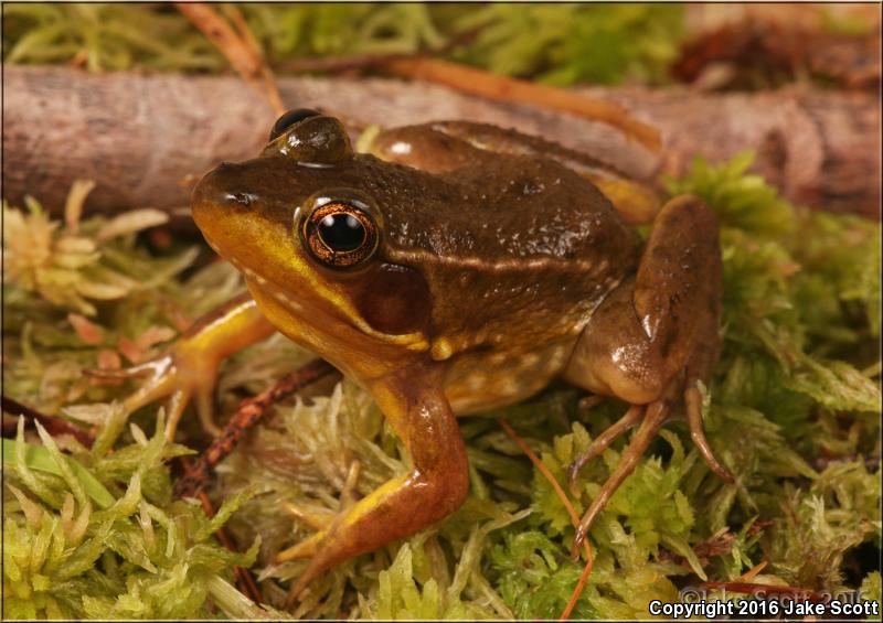 Florida Bog Frog (Lithobates okaloosae)