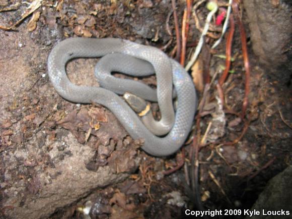 Northern Ring-necked Snake (Diadophis punctatus edwardsii)