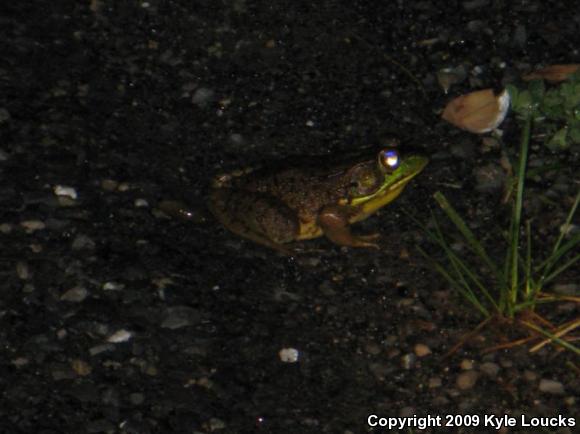 Northern Green Frog (Lithobates clamitans melanota)