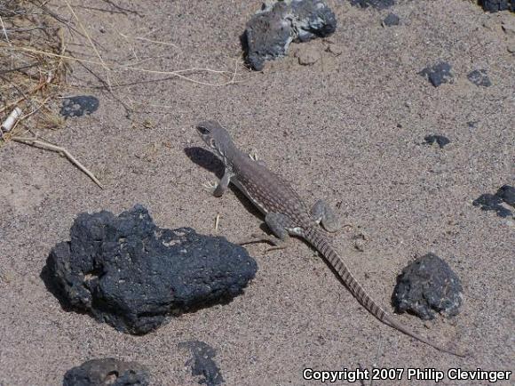 Northern Desert Iguana (Dipsosaurus dorsalis dorsalis)