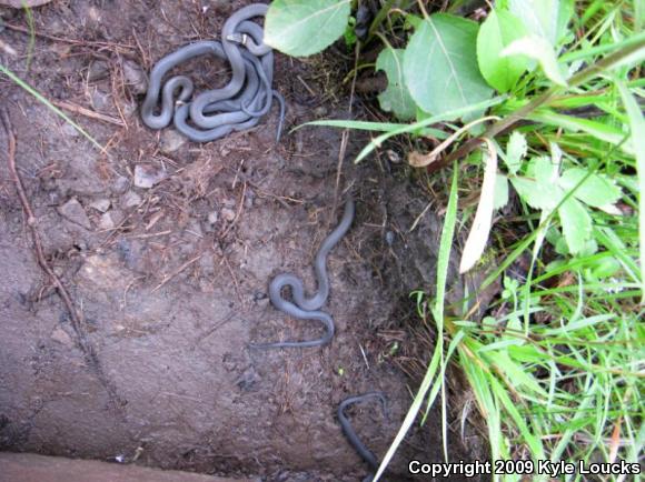 Northern Ring-necked Snake (Diadophis punctatus edwardsii)