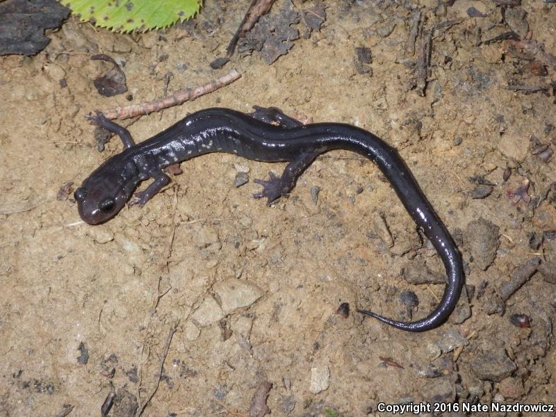 Wehrle's Salamander (Plethodon wehrlei)