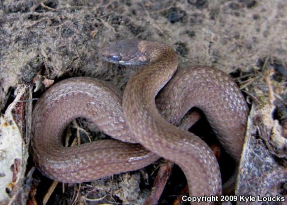 Northern Red-bellied Snake (Storeria occipitomaculata occipitomaculata)