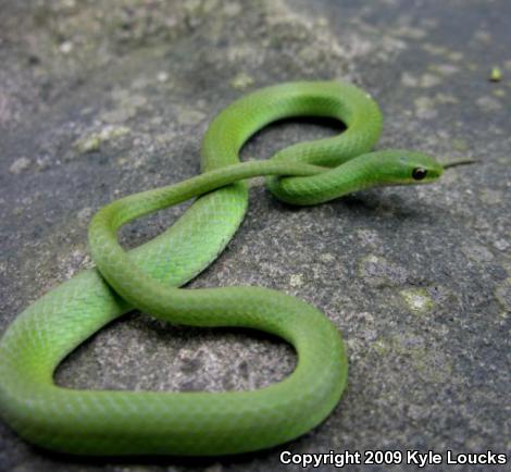 Eastern Smooth Greensnake (Opheodrys vernalis vernalis)