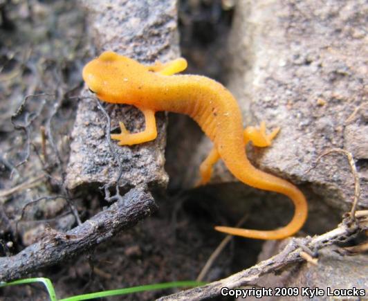 Red-Spotted Newt (Notophthalmus viridescens viridescens)