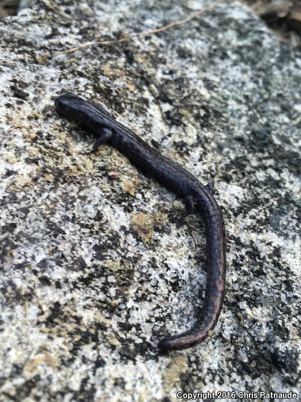 Kern Plateau Salamander (Batrachoseps robustus)