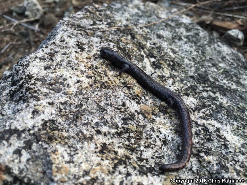 Kern Plateau Salamander (Batrachoseps robustus)