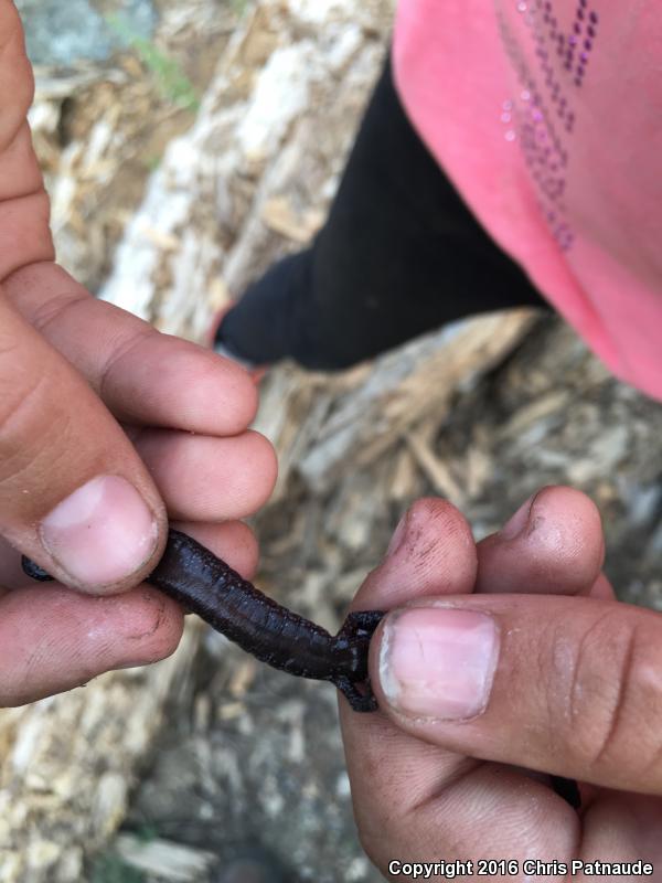 Kern Plateau Salamander (Batrachoseps robustus)