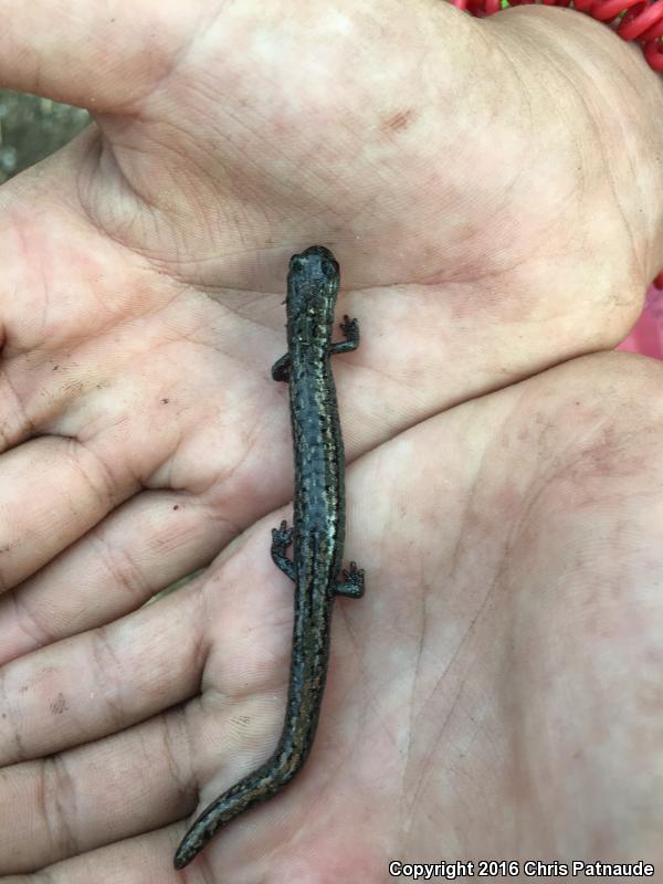 Kern Plateau Salamander (Batrachoseps robustus)