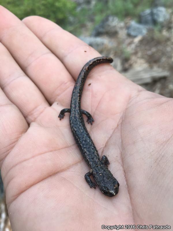 Kern Plateau Salamander (Batrachoseps robustus)