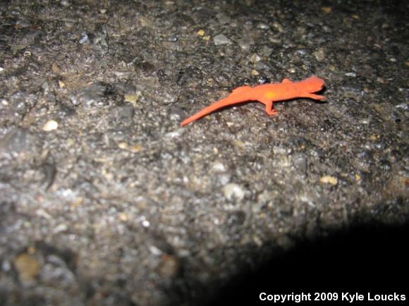 Red-Spotted Newt (Notophthalmus viridescens viridescens)