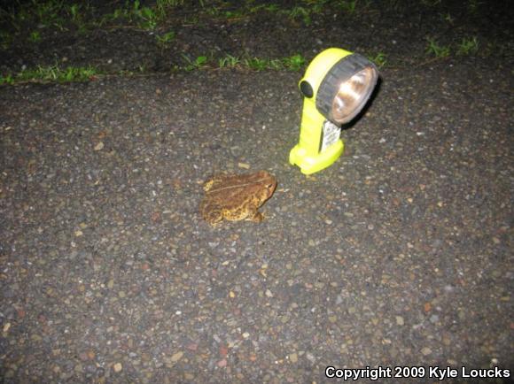 Eastern American Toad (Anaxyrus americanus americanus)