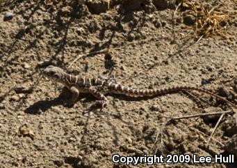 Bluntnose Leopard Lizard (Gambelia sila)