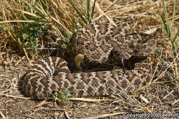 Northern Pacific Rattlesnake (Crotalus oreganus oreganus)