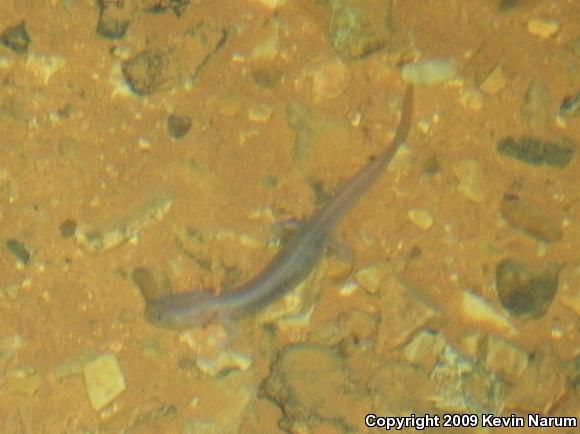 Grotto Salamander (Eurycea spelaea)