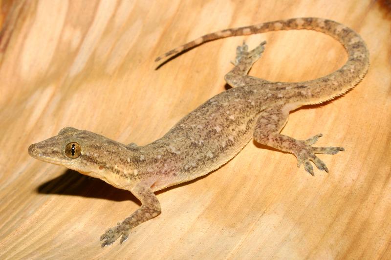 Indo-Pacific Gecko (Hemidactylus garnotii)