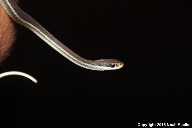 Blue-striped Ribbonsnake (Thamnophis sauritus nitae)