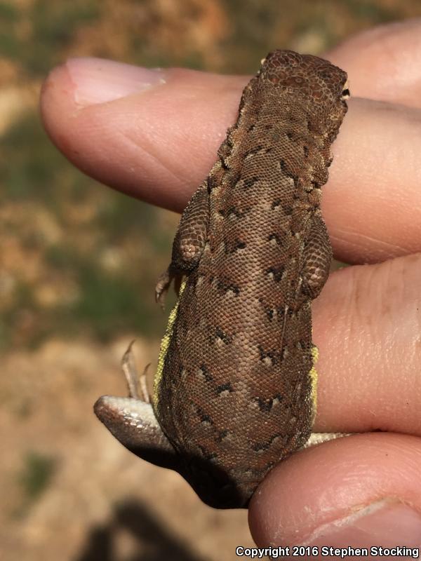 Huachuca Earless Lizard (Holbrookia maculata pulchra)