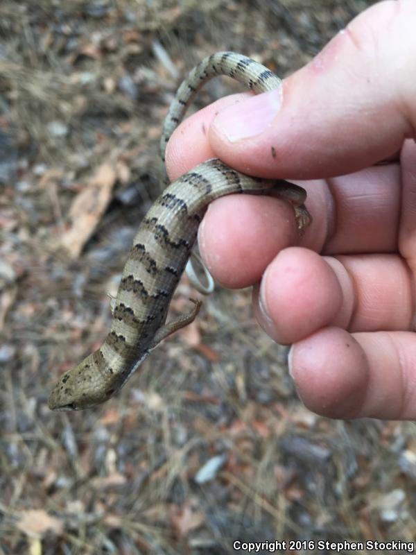 Arizona Alligator Lizard (Elgaria kingii nobilis)